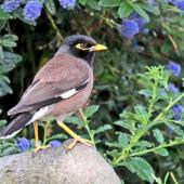 Common myna. Adult. Havelock North, November 2009. Image &copy; Dick Porter by Dick Porter