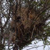 House sparrow | Tiu. Nest in tree. Miranda, November 2008. Image &copy; Peter Reese by Peter Reese