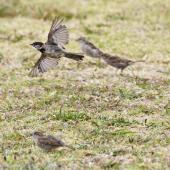 House sparrow. Ventral view of adult male in flight. Bowentown, February 2013. Image &copy; Raewyn Adams by Raewyn Adams