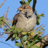 House sparrow | Tiu. Immature male. Wanganui, February 2009. Image &copy; Ormond Torr by Ormond Torr