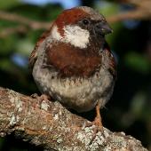 House sparrow. Adult male with aberrant plumage colour. Wanganui, January 2011. Image &copy; Ormond Torr by Ormond Torr