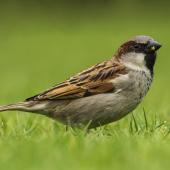 House sparrow. Side profile of male eating seed. Rangiora, October 2014. Image &copy; Kathy Reid by Kathy Reid https://www.flickr.com/photos/kathy55/