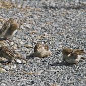 House sparrow. Immature birds feeding, relaxing, preening. Tauranga, February 2012. Image &copy; Raewyn Adams by Raewyn Adams
