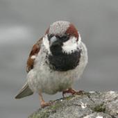 House sparrow. Front view of adult male in breeding plumage. Lake Rotoroa, Hamilton, January 2012. Image &copy; Alan Tennyson by Alan Tennyson