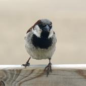 House sparrow. Adult male in breeding plumage showing black bib. Netherlands, July 2008. Image &copy; Joke Baars by Joke Baars