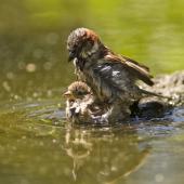 House sparrow. Mating and bathing. Auckland. Image &copy; Eugene Polkan by Eugene Polkan