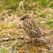 House sparrow | Tiu. Adult female. Lake Ohau, October 2012. Image &copy; Albert Aanensen by Albert Aanensen
