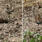 House sparrow | Tiu. Adult male dust bathing. Hamilton, October 2012. Image &copy; Joke Baars by Joke Baars