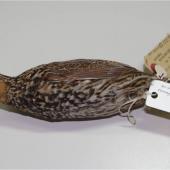 New Zealand quail. Immature male specimen in Canterbury Museum (AV1665). Kaiapoi. Image &copy; Colin Miskelly by Colin Miskelly