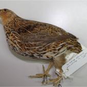 New Zealand quail | Koreke. Adult male specimen in Canterbury Museum (AV3371). Dunedin. Image &copy; Colin Miskelly by Colin Miskelly