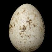 New Zealand quail. Egg 36.0 x 26.1 mm (NMNZ OR.007739). Nelson Province, January 1867. Image &copy; Te Papa by Jean-Claude Stahl