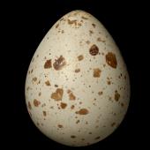New Zealand quail. Egg 30.4 x 23.6 mm (NMNZ OR.022046, collected by Henry Travers). . Image &copy; Te Papa by Jean-Claude Stahl