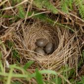 New Zealand pipit. Nest with 3 eggs. Maud Island, September 2008. Image &copy; Peter Reese by Peter Reese
