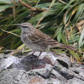 New Zealand pipit. Chatham Island adult showing wingbar markings. Forty Fours,  Chatham Islands, December 2009. Image &copy; Mark Fraser by Mark Fraser