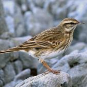 New Zealand pipit | Pīhoihoi. Adult on rock. Island Bay, June 2015. Image &copy; Duncan Watson by Duncan Watson