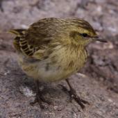 New Zealand pipit. Antipodes Island fledgling. Antipodes Island, February 2009. Image &copy; Mark Fraser by Mark Fraser