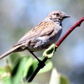 Dunnock. Adult. Havelock North, January 2010. Image &copy; Dick Porter by Dick Porter