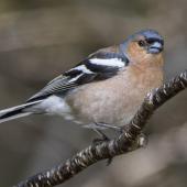 Chaffinch. Adult male. Routeburn roadend, Mt Aspiring National Park, November 2015. Image &copy; Ron Enzler by Ron Enzler http://www.therouteburntrack.com