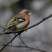 Chaffinch | Pahirini. Adult male. Queenstown, February 2008. Image &copy; Peter Reese by Peter Reese