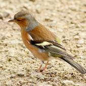 Chaffinch. Non-breeding male. Wanganui, May 2015. Image &copy; Ormond Torr by Ormond Torr