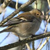 Chaffinch. Female. Wanganui, July 2010. Image &copy; Ormond Torr by Ormond Torr