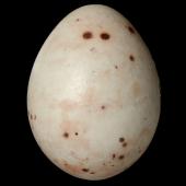 Chaffinch | Pahirini. Egg 19.3 x 14.5 mm (NMNZ OR.026383, ex Captain John Bollons collection). Kaipara Heads, Northland. Image &copy; Te Papa by Jean-Claude Stahl