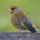 European greenfinch. Adult male in courtship posture. Wellington airport, August 2016. Image &copy; Paul Le Roy by Paul Le Roy