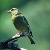 European greenfinch. Male. Waikanae. Image &copy; Department of Conservation by John Kendrick Courtesy of Department of Conservation