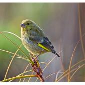 European greenfinch. Adult female. Whangamata, December 2014. Image &copy; Les Feasey by Les Feasey