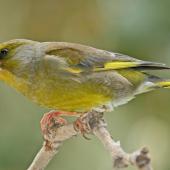 European greenfinch. Adult male. Havelock North, October 2008. Image &copy; Dick Porter by Dick Porter