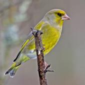European greenfinch. Adult male. Havelock North, July 2009. Image &copy; Dick Porter by Dick Porter