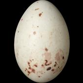European greenfinch. Egg 21.0 x 14.0 mm (NMNZ OR.018752, collected by Frederich-Carl Kinsky). Rai Saddle, Marlborough, February 1950. Image &copy; Te Papa by Jean-Claude Stahl