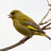 European greenfinch. Adult male eating a nut. Atawhai,  Nelson, September 2020. Image &copy; Rebecca Bowater FPSNZ AFIAP by Rebecca Bowater www.floraand fauna.co.nz