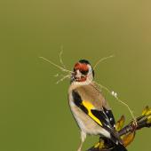 European goldfinch. Adult female carrying nesting material. Kaikoura, November 2006. Image &copy; Neil Fitzgerald by Neil Fitzgerald www.neilfitzgeraldphoto.co.nz