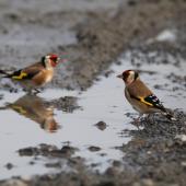 European goldfinch | Kōurarini. Adult females drinking from water pool. Ahuriri, Napier, May 2015. Image &copy; Adam Clarke by Adam Clarke