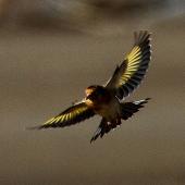European goldfinch. Juvenile in flight. Wanganui, March 2012. Image &copy; Ormond Torr by Ormond Torr
