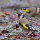 European goldfinch. Adults bathing, male in foreground. Christchurch Botanic Gardens, May 2014. Image &copy; Steve Attwood by Steve Attwood http://www.flickr.com/photos/stevex2/
