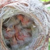 European goldfinch | Kōurarini. Chicks in nest. Debrecen, Hungary, Europe, May 2017. Image &copy; Tamas Zeke by Zsuzsanna Guba A-few-day-old nestlings