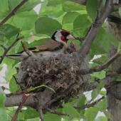 European goldfinch | Kōurarini. Adult female feeding nestling. Debrecen, Hungary, May 2017. Image &copy; Tamas Zeke by Tamas Zeke