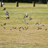 European goldfinch. Flock on the ground and in flight. The larger birds are sparrows. Maketu, June 2012. Image &copy; Raewyn Adams by Raewyn Adams