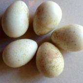 Brown quail. Eggs laid by captive bird. Upper Hutt. Image &copy; David Angus by David Angus