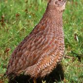 Brown quail. Adult. Henderson Bay, Far North, October 2020. Image &copy; Scott Brooks (ourspot) by Scott Brooks