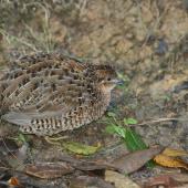 Brown quail. Adult with fluffed up feathers. Tiritiri Matangi Island, May 2012. Image &copy; Andrew Thomas by Andrew Thomas