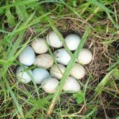Brown quail | Kuera. Eggs in nest. Morrinsville, April 2006. Image &copy; Andrew Thomas by Andrew Thomas