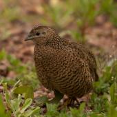 Brown quail | Kuera. Adult. Tiritiri Matangi Island, October 2019. Image &copy; Wanderwild Photography NZ by Michelle Martin