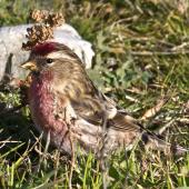 Common redpoll. Adult male feeding on seed. Boulder Bank,  Nelson, July 2015. Image &copy; Rebecca Bowater by Rebecca Bowater FPSNZ AFIAP www.floraandfauna.co.nz