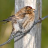 Common redpoll. Female on fence. Stephens Island, August 2008. Image &copy; Peter Reese by Peter Reese