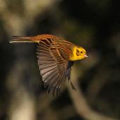 Yellowhammer. Male in flight. Wanganui, July 2010. Image &copy; Ormond Torr by Ormond Torr
