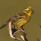 Yellowhammer. Female carrying food for young. Wanganui, January 2008. Image &copy; Ormond Torr by Ormond Torr