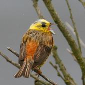 Yellowhammer. Singing male. Wanganui, January 2007. Image &copy; Ormond Torr by Ormond Torr